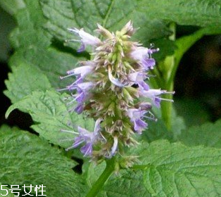 藿香是涼性還是熱性？藿香是熱性嗎？