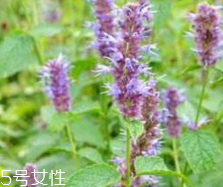 藿香能生吃嗎？藿香味道好嗎？