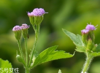 藿香和麝香是一樣嗎？藿香和麝香的區別