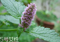 藿香能多吃嗎？藿香吃多了會(huì)怎樣？