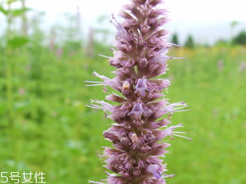 藿香和佩蘭能一起吃嗎？藿香和佩蘭的作用
