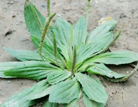 車前草怎么吃？車前草怎么做好吃？