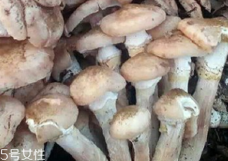 榛蘑是蘑菇嗎？榛蘑是什么蘑菇？
