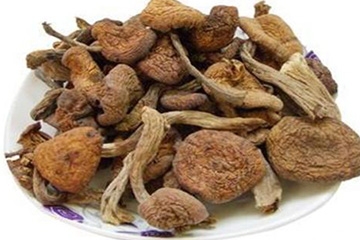榛蘑是野生的好嗎？野生榛蘑的好處