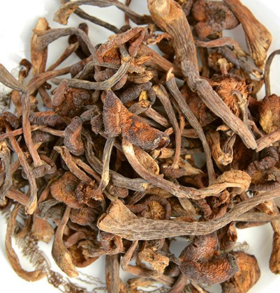 榛蘑是野生的好嗎？野生榛蘑的好處