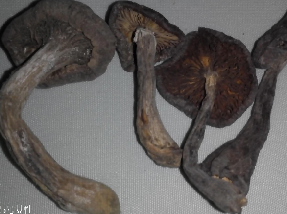 榛蘑怎么泡發？榛蘑怎么清洗？