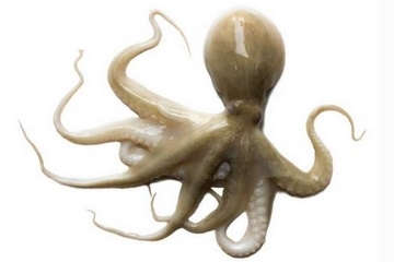 章魚是什么顏色？章魚是什么樣子？