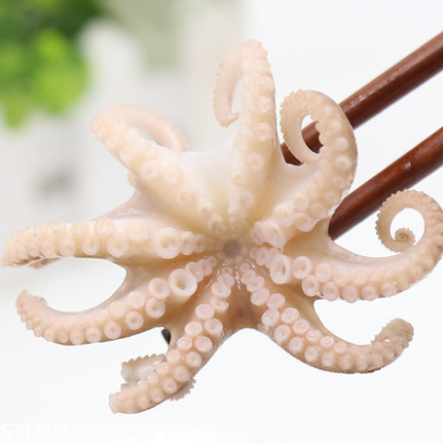 章魚是什么顏色？章魚是什么樣子？