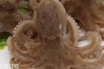 章魚是軟體動物嗎？章魚屬于軟體動物嗎？