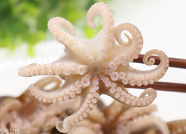 章魚是軟體動物嗎？章魚屬于軟體動物嗎？
