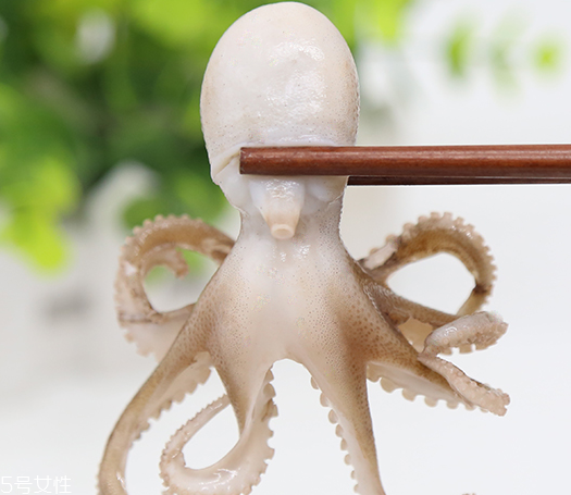 章魚是軟體動物嗎？章魚屬于軟體動物嗎？