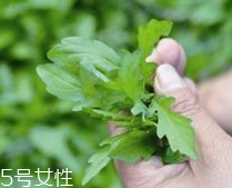 馬蘭頭和蝦能一起吃嗎？馬蘭頭和蝦能一起吃