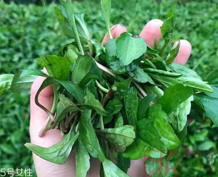 馬蘭頭和蝦能一起吃嗎？馬蘭頭和蝦能一起吃