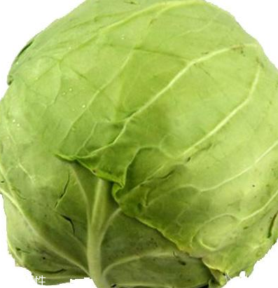 牛心菜怎么種植？牛心菜能種嗎？