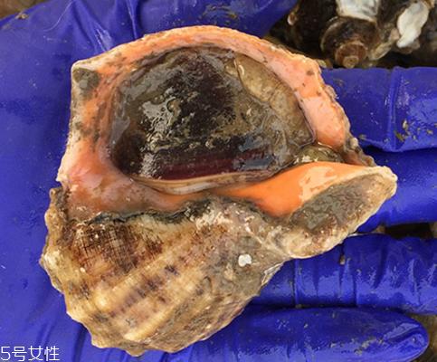 海螺開水還是冷水下鍋？海螺冷水還是熱水煮？