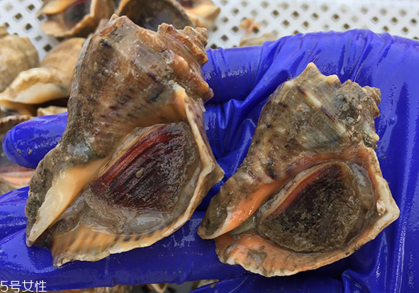 海螺開水還是冷水下鍋？海螺冷水還是熱水煮？