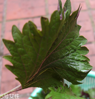 紫蘇葉能做成干紫蘇葉嗎？紫蘇葉怎么做成干紫蘇葉呢？