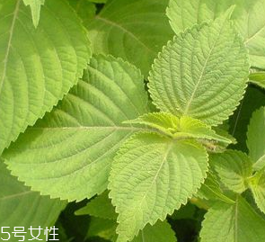 紫蘇葉是熱性的嗎？紫蘇葉是寒性的嗎？
