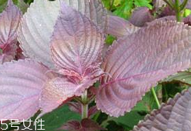 紫蘇葉的形態(tài)特征 紫蘇葉的外形是什么樣？