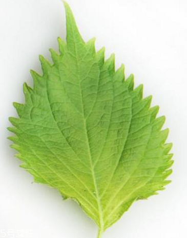紫蘇葉的形態(tài)特征 紫蘇葉的外形是什么樣？