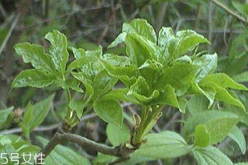 刺五加能做菜嗎？刺五加怎么做菜？