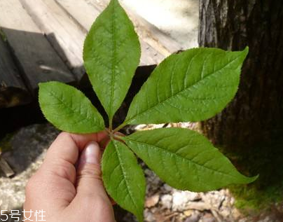 刺五加能做菜嗎？刺五加怎么做菜？