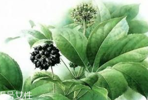 刺五加能做菜嗎？刺五加怎么做菜？
