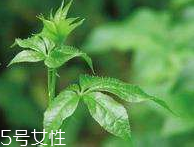 刺五加和枸杞泡水好嗎？刺五加能和枸杞泡水嗎？