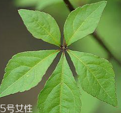 刺五加能給孕婦吃嗎？孕婦能吃刺五加嗎？