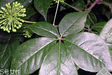 刺五加經(jīng)常喝會(huì)怎樣？刺五加能天天喝嗎？