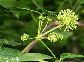 刺五加什么季節吃好？刺五加春天吃好