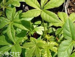 刺五加什么季節吃好？刺五加春天吃好