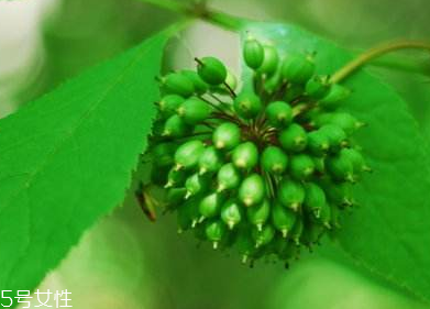 刺五加能不能做餃子餡？刺五加怎么做餃子餡？
