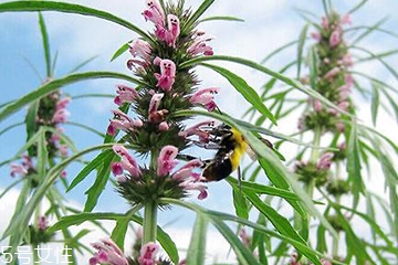 益母草對人的好處 活血調經
