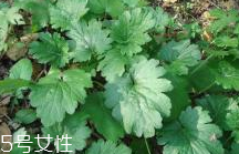 益母草和新生化顆粒可以一起喝嗎