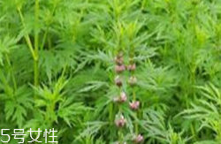 益母草和新生化顆粒可以一起喝嗎