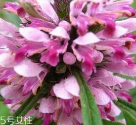 益母草是發物嗎 益母草不是發物