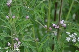 益母草是發物嗎 益母草不是發物