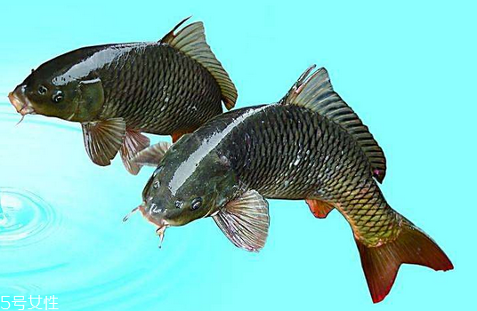 鯉魚是發物嗎 發物中的發物