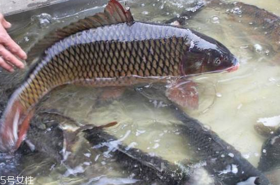 鯉魚是發物嗎 發物中的發物
