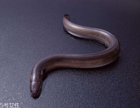 鰻魚為什么那么貴 因為營養價值高