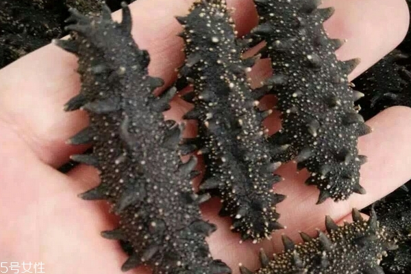 海參哪里的好 北方海參質量更好