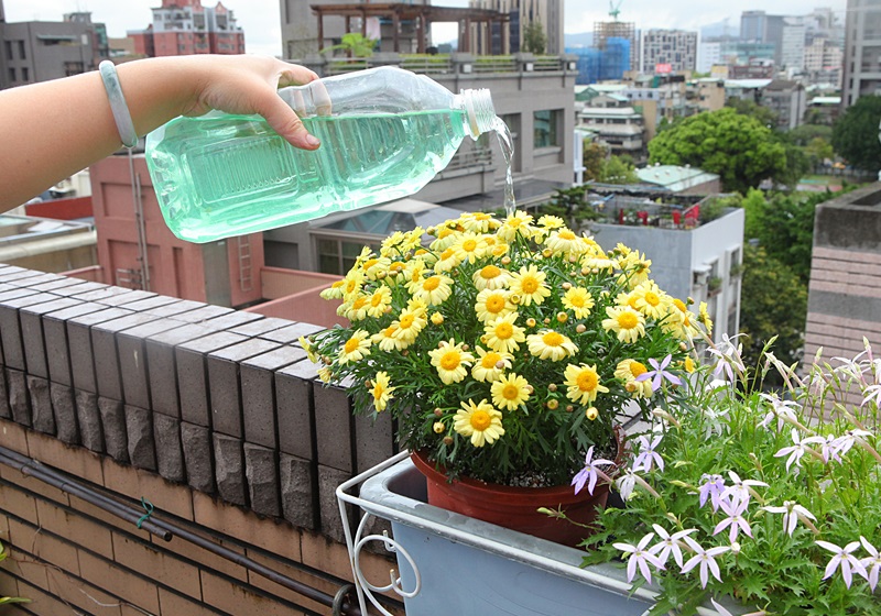 瑪格麗特花怎么種養 少女花瑪格麗特