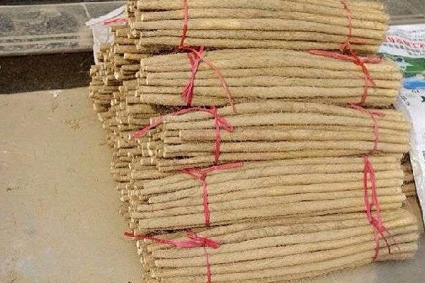 麻山藥長芽還能吃嗎？麻山藥和鐵棍山藥的區別