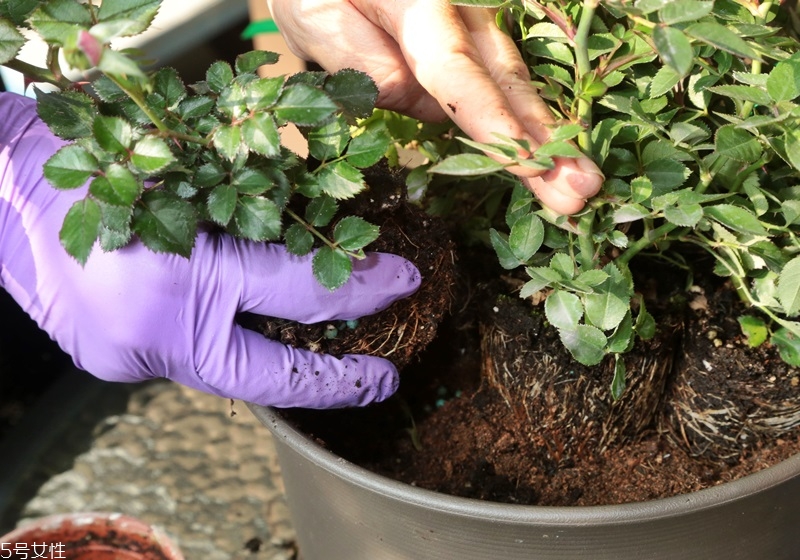 玫瑰花盆栽種植方法 玫瑰花盆栽在家這樣養