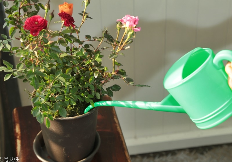 玫瑰花盆栽種植方法 玫瑰花盆栽在家這樣養