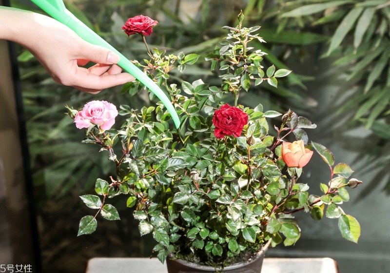 玫瑰花盆栽種植方法 玫瑰花盆栽在家這樣養
