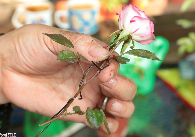 玫瑰花盆栽種植方法 玫瑰花盆栽在家這樣養
