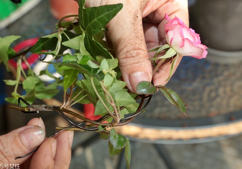 玫瑰花盆栽種植方法 玫瑰花盆栽在家這樣養
