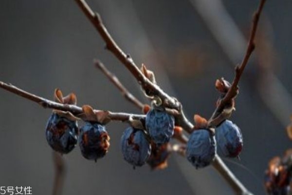 紅棗和黑棗的功效區別 黑棗是什么做出來的